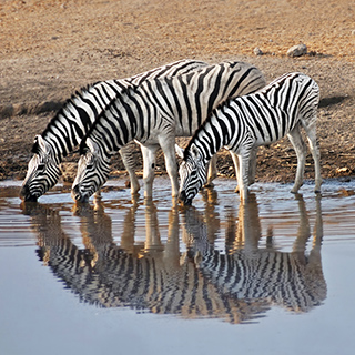 Etosha - Chudop - Zebras